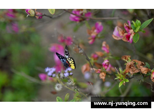 蝶恋花，蜂采蜜，繁花似锦多情季